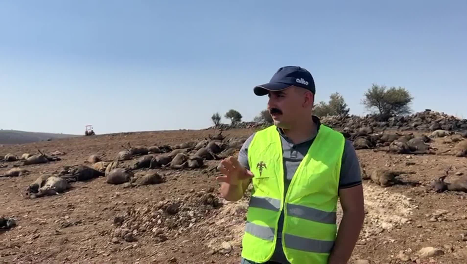 Diyarbakır Veteriner Hekimler Odası Başkanı Süleymanoğlu: "Yangında 500'e yakın koyun can verdi. 214 ağır yaralı var"