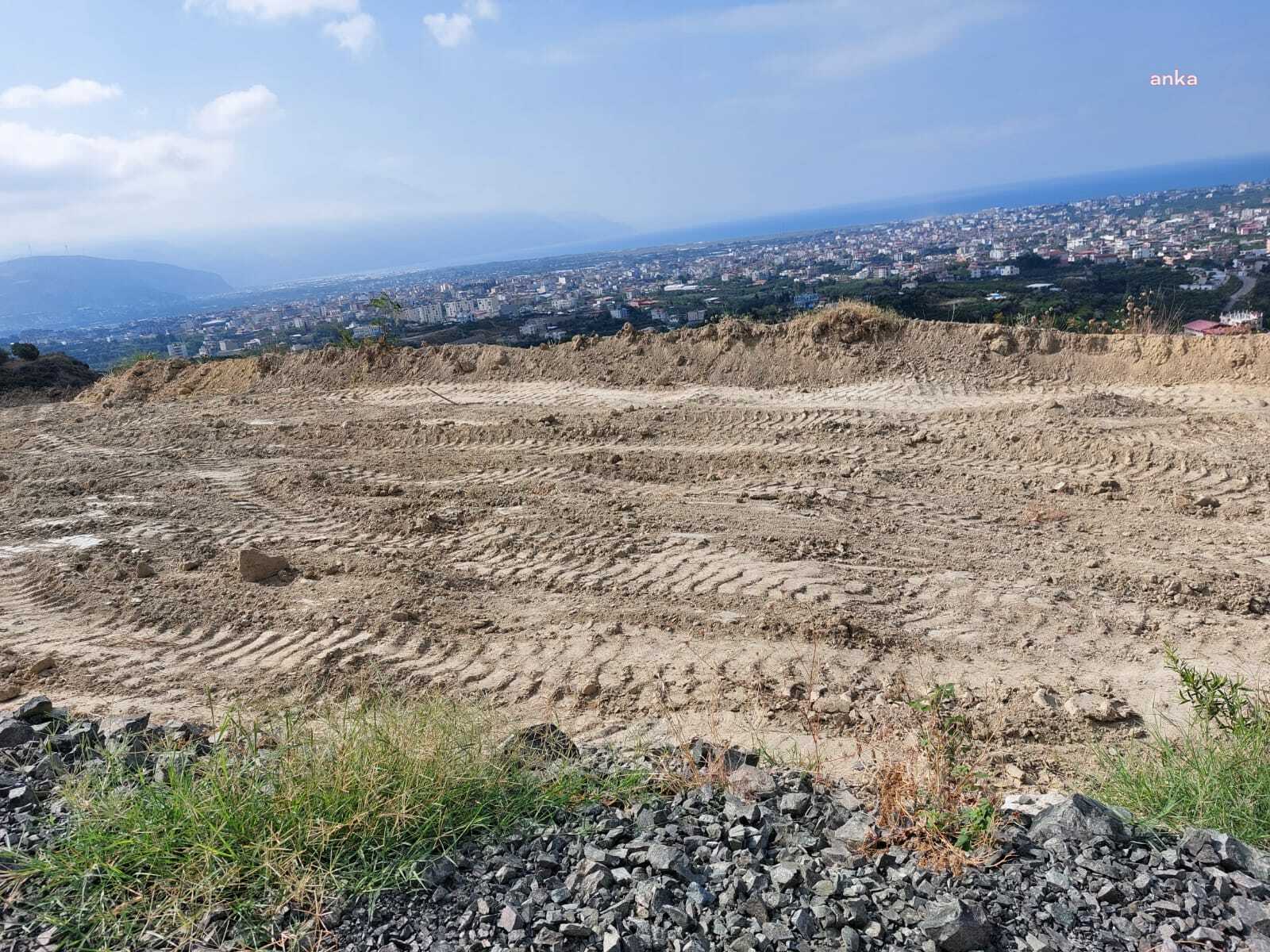 HATAY'DA MEZARLIK İÇİN ZEYTİN AĞAÇLARINI KİMİN SÖKTÜĞÜ FAİLİ MEÇHUL KALDI...BÜYÜKŞEHİR BELEDİYESİ ‘BAKANLIKLAR VE AFAD SORUMLU’, KAYMAKAMLIK ‘BİZ YAPMADIK’ DEDİ 