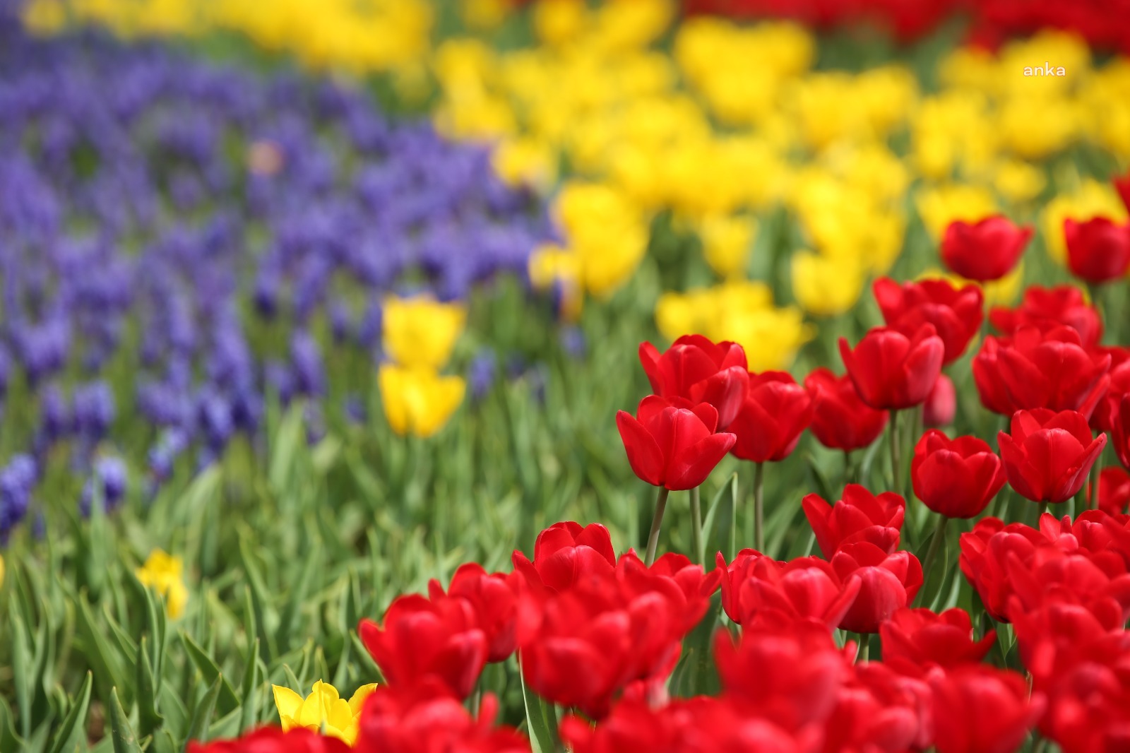 İSTANBUL'DA LALE, SÜMBÜL VE NERGİS CÜMBÜŞÜ