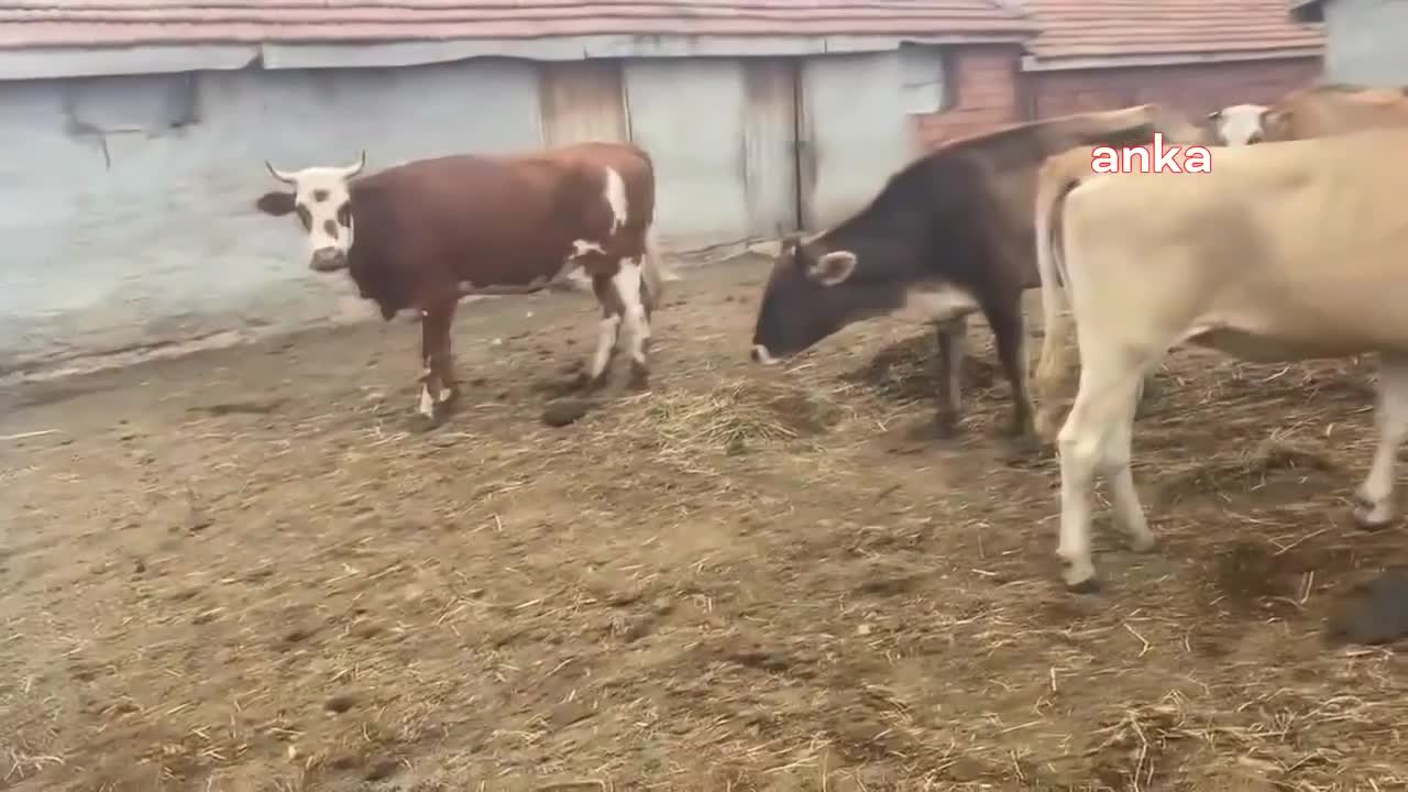 TARIM VE ORMAN BAKANI YUMAKLI: ŞAP HASTALIĞINA KARŞI RUTİN OLARAK 2 DOZ UYGULANAN AŞI SAYISINI 3’E ÇIKARDIK