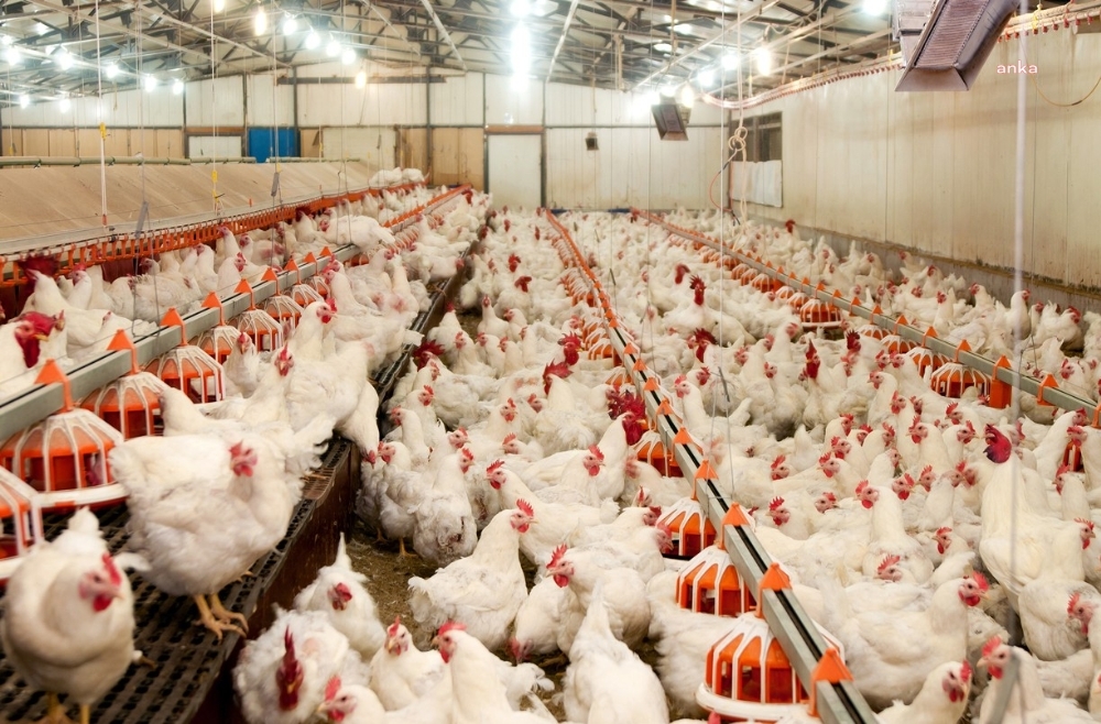 TÜİK: TAVUK ETİ VE YUMURTA ÜRETİMİ ARTTI