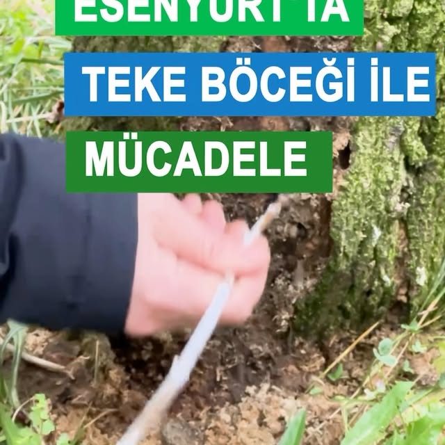 Esenyurt Belediyesi'nden Teke Böceği ile Kararlı Mücadele
