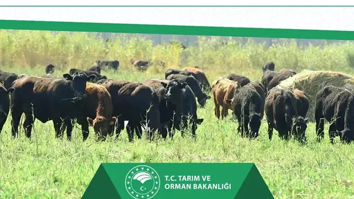 Kırsalda Bereket Projesi: Hayvancılığa Yenilikçi Destekler